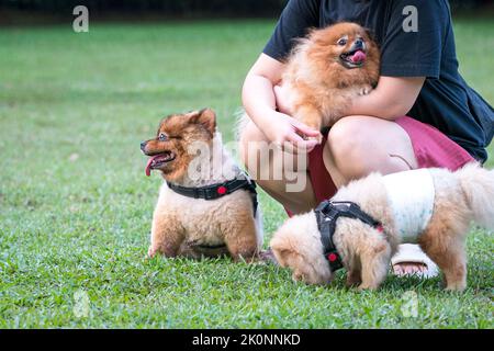 Tre piccoli cani di diversa razza, Akita e Pomeranian con donna proprietario nel campo. Spazio di copia. Foto Stock