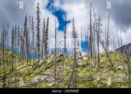 La ricrescita della foresta e gli alberi arroccati dopo un incendio nella foresta vicino a Medicine Lake nel Jasper National Park, Alberta Foto Stock