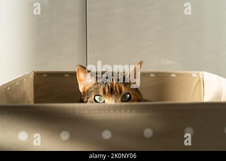 Primo piano di gatto curioso è salito in scatola di stoccaggio, guarda fuori a giocare a caccia di un giocattolo. Amanti degli animali domestici Foto Stock