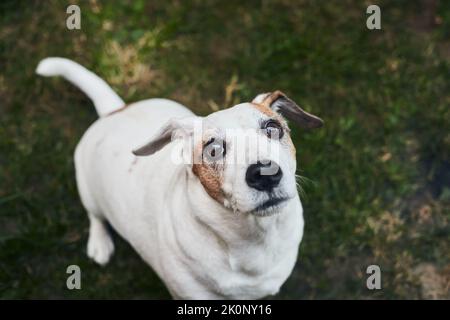 Un cane Jack Russell chiede cibo con occhi tristi. Vista frontale. Foto Stock