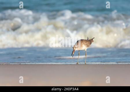 Willet (Tringa semipalmata) con prede su una spiaggia. Isola di topsail. Carolina del Nord. STATI UNITI Foto Stock