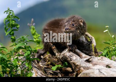 Lutra in habitat naturale. Ritratto di predatore di acqua. Animale dal fiume. Scena della fauna selvatica Foto Stock