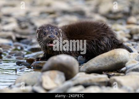 Lutra in habitat naturale. Ritratto di predatore di acqua. Animale dal fiume. Scena della fauna selvatica Foto Stock