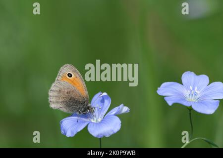 Piccolo heath farfalla nutrire da un fiore di lino asiatico, macro primo piano Foto Stock