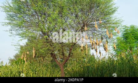 Re di costruzione nido. Baya Weaver o Ploceus philippinus appeso su di esso è nuovo nido completato. Foto Stock