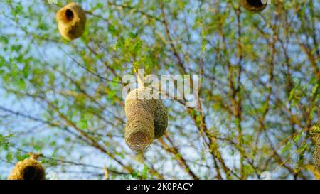 Baya Weaver Nesting Colony. Un fuoco morbido di un uccello tessitore di baya appollaiato su un nido pendente in un campo di miglio. Foto Stock
