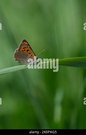 Immagine verticale di una comune farfalla di rame appoggiata su un filo d'erba in natura Foto Stock