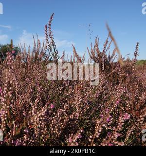 Un bellissimo ambiente di erica rosa fioritura. Quest'estate è asciutta, quindi la brughiera è di colore marrone-rosa. Foto Stock