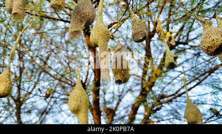 Giorno di sole, uccelli di anghing nidificano molti in un ramo di albero di acacia. Vista panoramica del gruppo di nidi di uccelli tessitori baya appesi sull'albero di acacia. Foto Stock