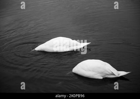 Una scala di grigi di due cigni con la testa sommersa nell'acqua Foto Stock