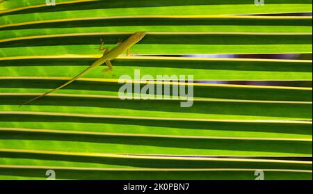 La piccola lucertola verde Anolis Carolinensis è seduta su una foglia di palma, foto ravvicinata Foto Stock