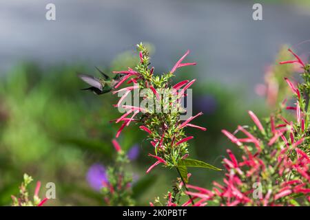 Hummingbird è vicino a fiori rossi di Lobelia cardinalis in una giornata di sole Foto Stock