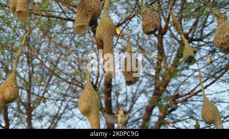 Gli uccelli stanno costruendo nidi, Baya Weaver. Baya uccello tessitore Nido fatto di fieno, Nidi Skylark su rami nella zona a venire naturalmente. Foto Stock