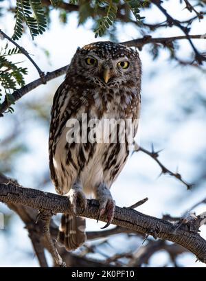 Un gufo perlato arroccato in un albero nella savana di Kalahari Foto Stock