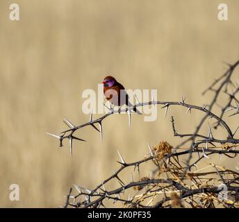 Una Waxbill dalle orecchie viola appollaiata in un cespuglio sulla savana di Kalahari Foto Stock