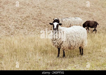 Gruppo di ovini britannici Suffolk in fattoria su un pascolo nel campo. Ritratto di pecora guardando la macchina fotografica e posando come un modello. Pecora bianco-nera. Foto di alta qualità Foto Stock