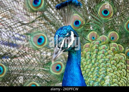 Un primo piano della testa di un bellissimo papero maschio comune che guarda la fotocamera con la coda estesa sullo sfondo Foto Stock