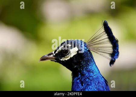 Un primo piano della testa di un bellissimo maschio comune peafowl guardando in macchina fotografica su sfondo sfocato Foto Stock