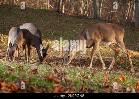 Whitetail Doe e due giovani che pascolano vicino a un bordo della foresta in autunno Foto Stock