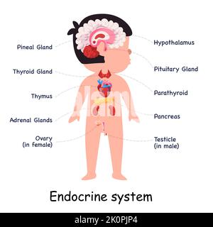 Sistema endocrino ormoni ghiandole corpo anatomico interno organo illustrazione grafica Illustrazione Vettoriale