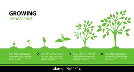 Infografica albero crescente. Fasi di crescita di pianta da una foglia verde ad un albero adulto. Illustrazioni vettoriali con fasi di crescita vegetale. Stile piatto. Concep Illustrazione Vettoriale