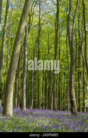 Un legno di Bluebell in primavera, Coton Manor Gardens, Northamptonshire, Regno Unito Foto Stock