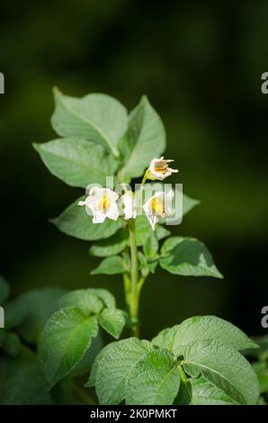 Solanum tuberosum, fiori e foglie della pianta di patata che cresce in un giardino Foto Stock