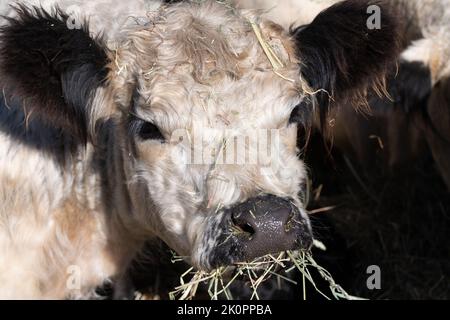 Primo piano e ritratto di una giovane vacca angus bianca che guarda la macchina fotografica con la bocca piena di fieno. Foto Stock