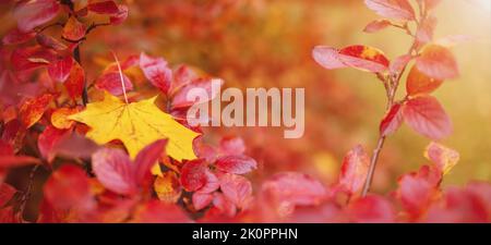 Vista ravvicinata della foglia di acero solitario sul ramo con foglie colorate nel parco autunnale Foto Stock