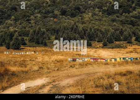 Paesaggio montuoso di campagna . Alveari colorati su prato nelle montagne dei Carpazi. Foto Stock