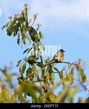 Tre uccelli australasici, Sphecotheres vieilloti, che si erodano sulla cima dell'albero di avocado (persea americana) nel Queensland frutteto. I maschi hanno occhi rossi Foto Stock