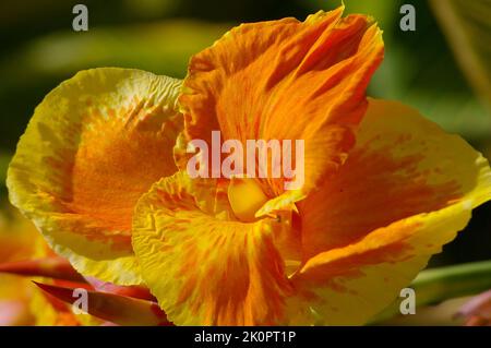 Primo piano di un fiore giallo e arancione brillante di una cultivar di giglio canna al sole estivo. Giardino privato in Queensland, Australia. Foto Stock