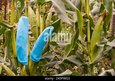 I piani di mais dolce sono protetti da parassiti animali come i tassi utilizzando calze umane Foto Stock