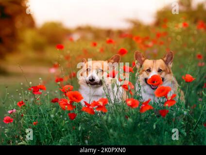 due simpatici cani corgi sono seduti su un prato estivo soleggiato tra i fiori di papaveri rossi Foto Stock