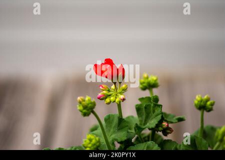 Gerani fiori fiorire in primavera e estate su uno sfondo sfocato. Foto Stock