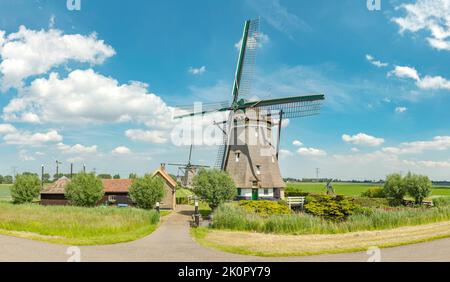 Mulini a vento nella zona denominata Tweemanspolder, Zevenhuizen, Zuid-Holland, Paesi Bassi, mulino a vento, Campo, prato, acqua, estate, *** Caption locale *** Foto Stock