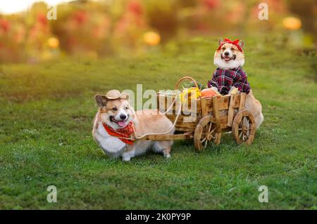 due cani corgi divertenti stanno guidando un carrello con le verdure raccolte nel giardino della fattoria Foto Stock