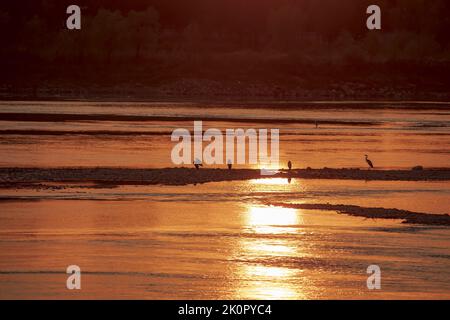 Jilin, Jilin, Cina. 13th Set, 2022. Il 11 settembre 2022, Jilin City, Provincia di Jilin, sotto il tramonto, Molti aironi si trovano sulla stalla del fiume Songhua in attesa che il pesce appaia nell'acqua per cena. L'airone, conosciuto anche come l'airone grigio, è conosciuto anche come: Vecchio, a collo lungo, vecchio, cicogna grigia, e Qingzhuang. È un uccello guado della famiglia Heronidae, e abita le rive di fiumi, torrenti, laghi, stagni, coste e altre acque. Le sue acque poco profonde si trovano anche in paludi, risaie, montagne, foreste e deserti in acque poco profonde e paludi. L'airone è un migratore Foto Stock