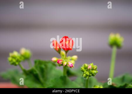 Gerani fiori fiorire in primavera e estate su uno sfondo sfocato. Foto Stock