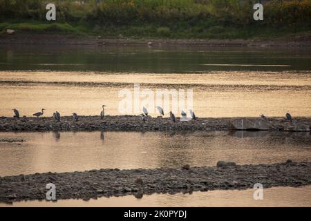 Jilin, Jilin, Cina. 13th Set, 2022. Il 11 settembre 2022, Jilin City, Provincia di Jilin, sotto il tramonto, Molti aironi si trovano sulla stalla del fiume Songhua in attesa che il pesce appaia nell'acqua per cena. L'airone, conosciuto anche come l'airone grigio, è conosciuto anche come: Vecchio, a collo lungo, vecchio, cicogna grigia, e Qingzhuang. È un uccello guado della famiglia Heronidae, e abita le rive di fiumi, torrenti, laghi, stagni, coste e altre acque. Le sue acque poco profonde si trovano anche in paludi, risaie, montagne, foreste e deserti in acque poco profonde e paludi. L'airone è un migratore Foto Stock