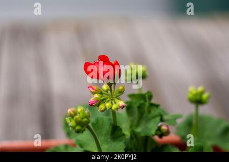 Gerani fiori fiorire in primavera e estate su uno sfondo sfocato. Foto Stock