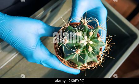 Piante interne crescenti. Le mani in guanti di gomma trapiantano un cactus pungente Foto Stock