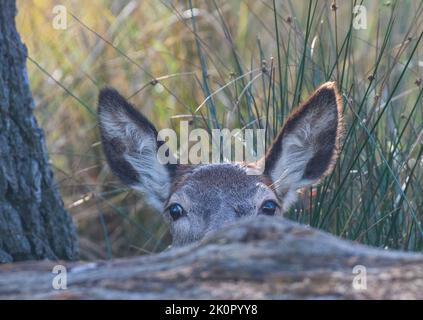 Guarda un boo . Un primo piano colpo di testa di una giovane femmina Red Deer in una mattina d'autunno che si nasconde dietro un albero caduto. REGNO UNITO Foto Stock