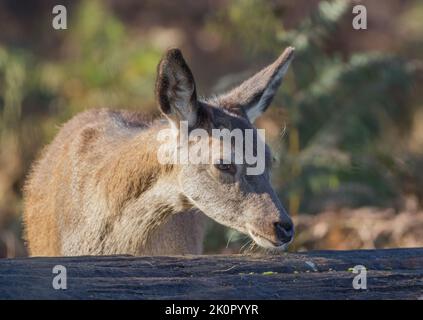 Un primo piano di un giovane Red Deer che gioca con un log su una mattina autunnale su uno sfondo di salmastra . REGNO UNITO Foto Stock