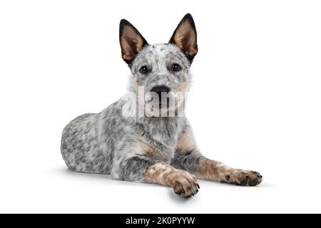 Cucciolo di cane del bestiame dolce, che depone verso il basso le vie laterali sul bordo. Guardare feroce verso la fotocamera. Isolato su sfondo bianco. Bocca chiusa. Foto Stock