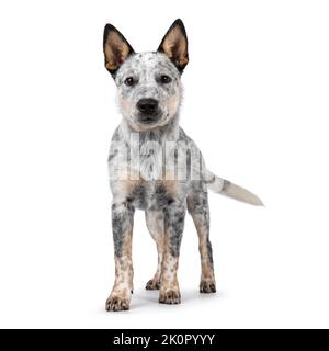 Cucciolo di cane del bestiame dolce, in piedi di fronte. Guardare feroce verso la fotocamera. Isolato su sfondo bianco. Bocca chiusa. Foto Stock