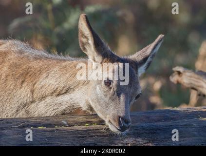 Un primo piano di un giovane Red Deer che gioca con un log su una mattina autunnale su uno sfondo di salmastra . REGNO UNITO Foto Stock