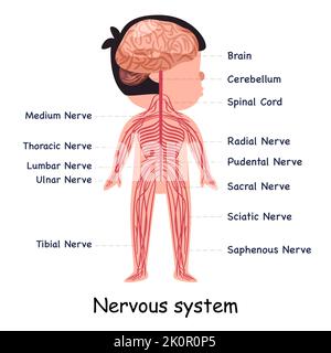 Illustrazione grafica anatomica dell'organo interno del sistema nervoso del sistema nervoso del corpo Illustrazione Vettoriale