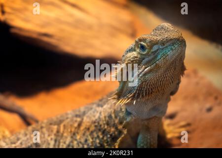 Central Bearded Dragon (Pogona vitticeps), Queensland Australia Foto Stock