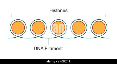 Progettazione scientifica della struttura cromatinica. Il filamento di DNA e gli istoni. Simboli colorati. Illustrazione vettoriale. Illustrazione Vettoriale